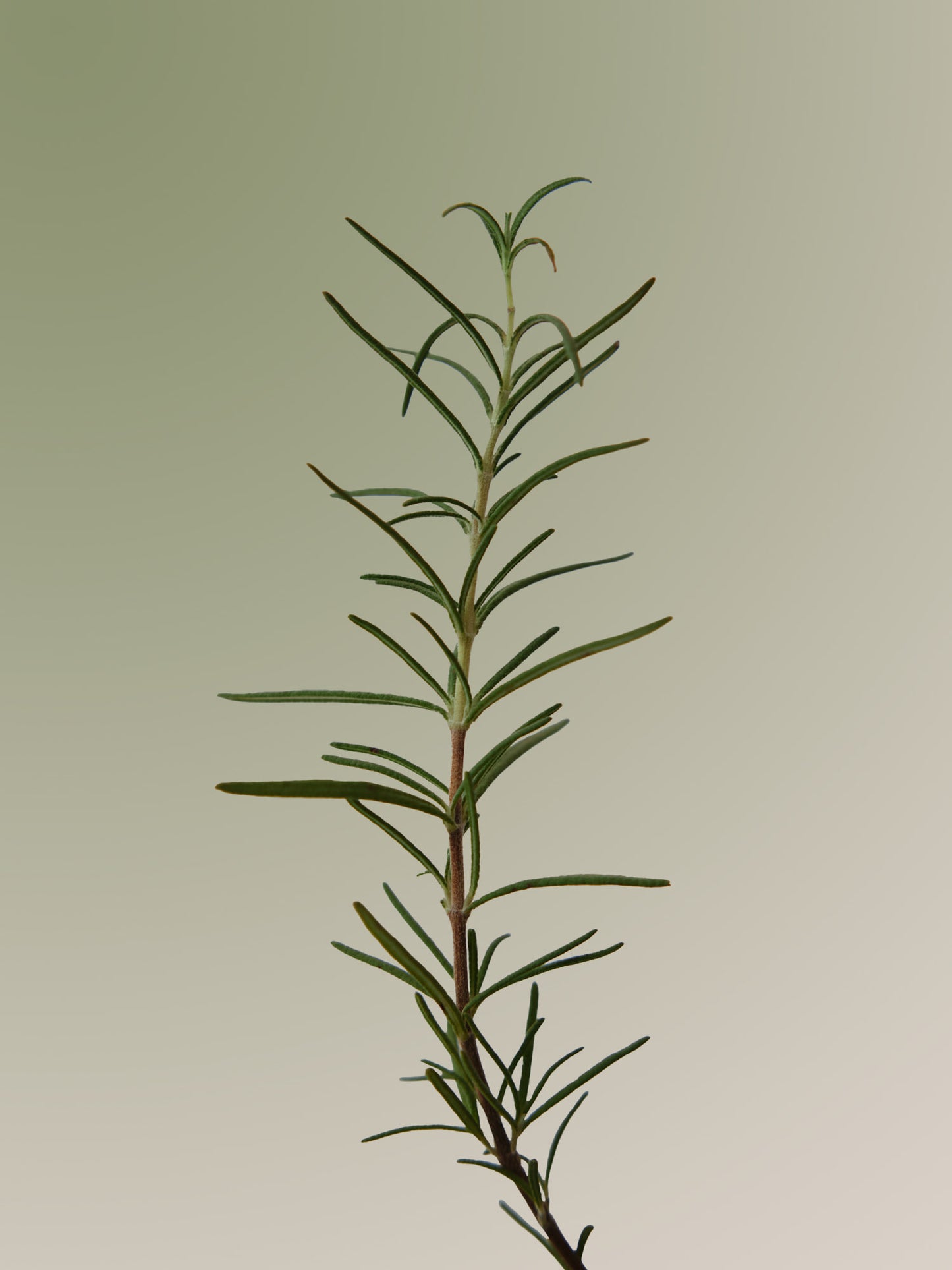 Aromatica Rosemary Scalp Scaling Shampoo - 180ml