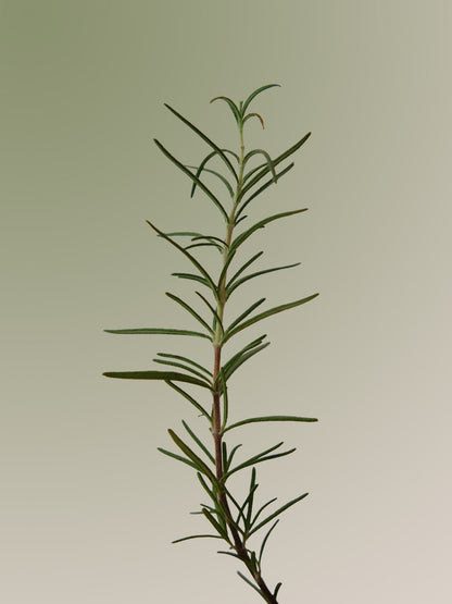 Aromatica Rosemary Scalp Scaling Shampoo - 180ml